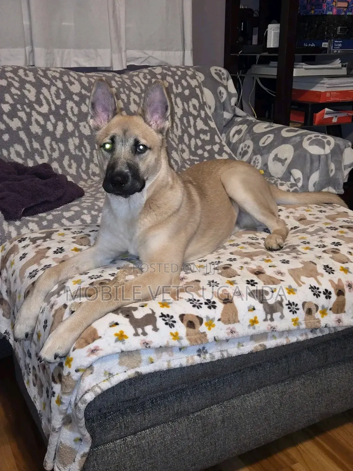 1+ year Female Purebred German Shepherd