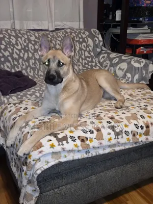 1+ year Female Purebred German Shepherd