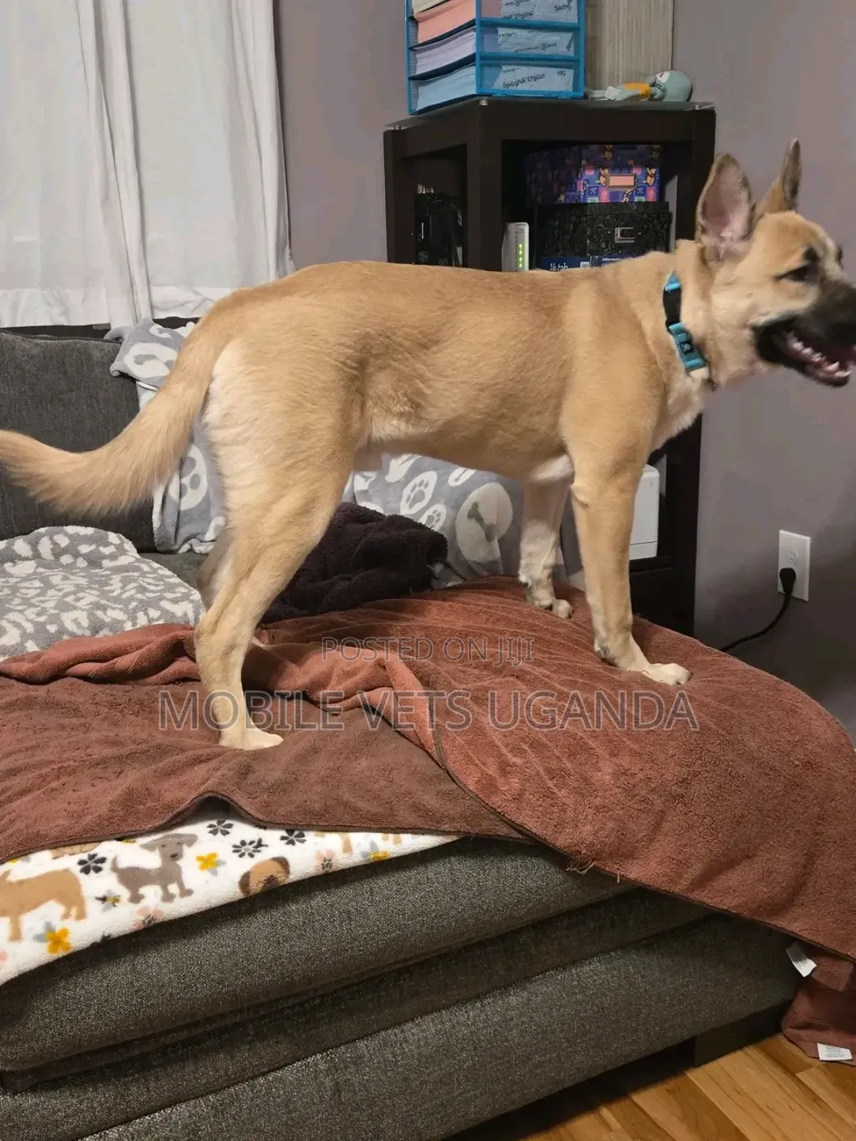 1+ year Male Purebred German Shepherd