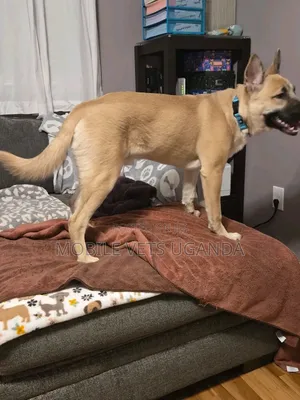 1+ year Male Purebred German Shepherd