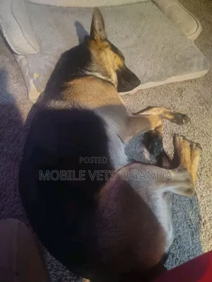 6-12 months Female Purebred German Shepherd