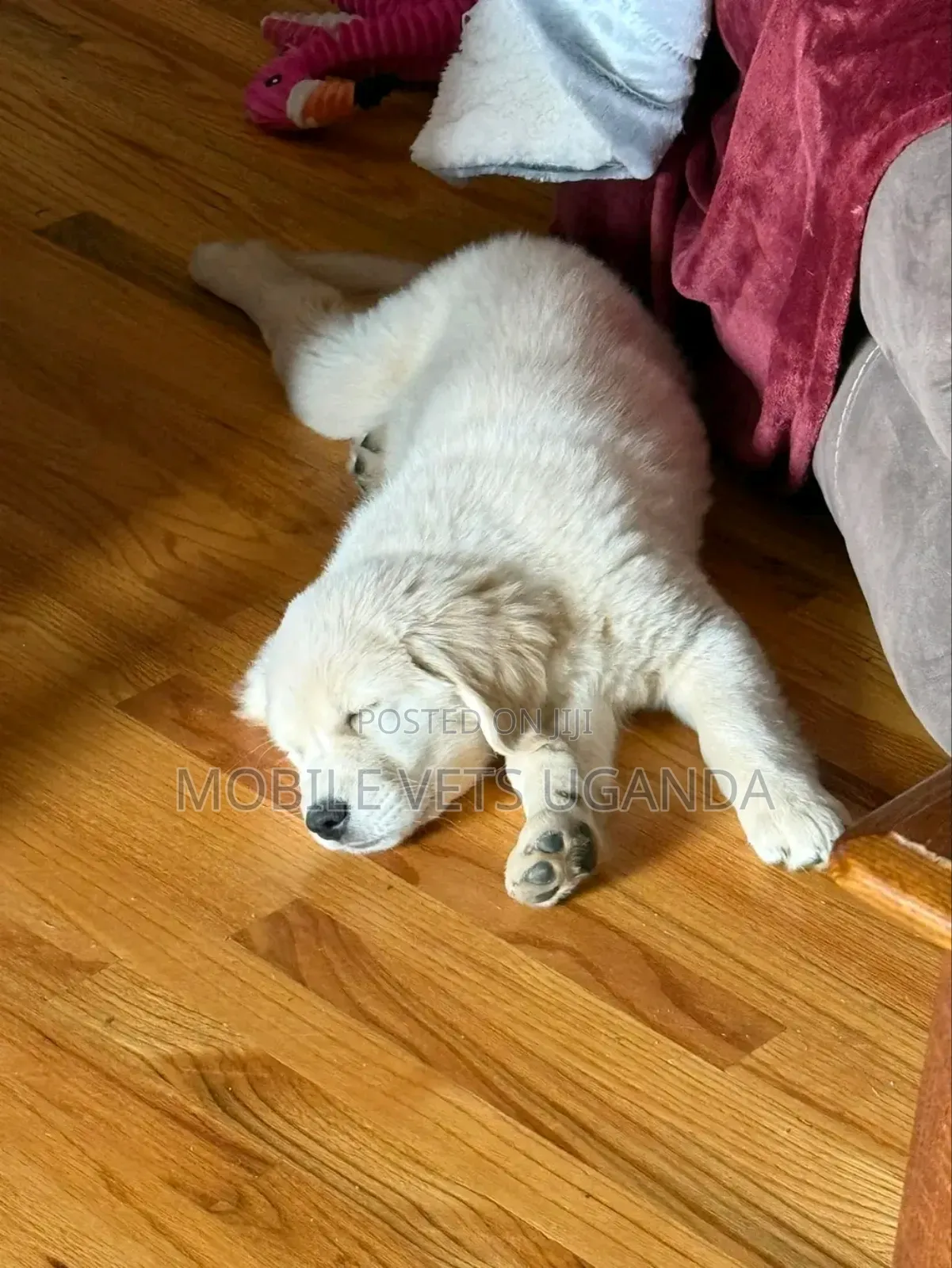 1-3 months Male Purebred Golden Retriever