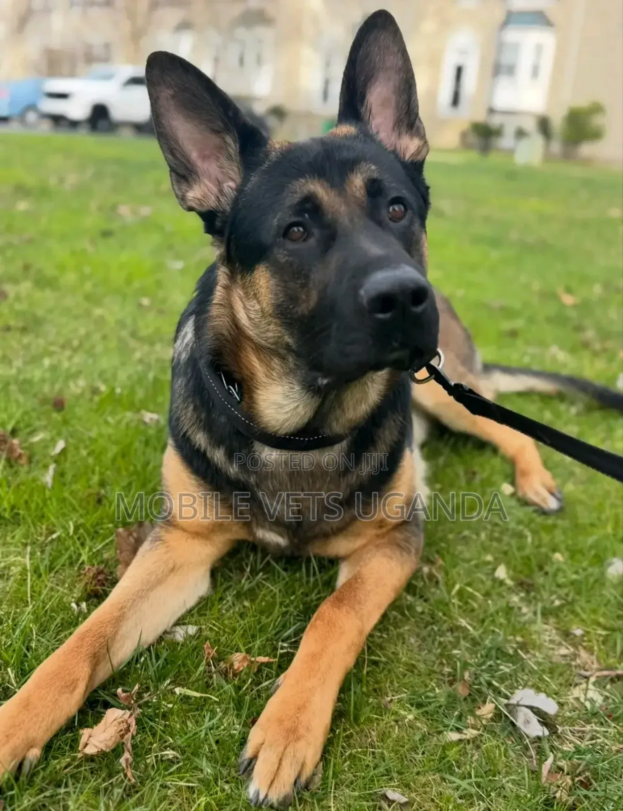 6-12 months Female Purebred German Shepherd