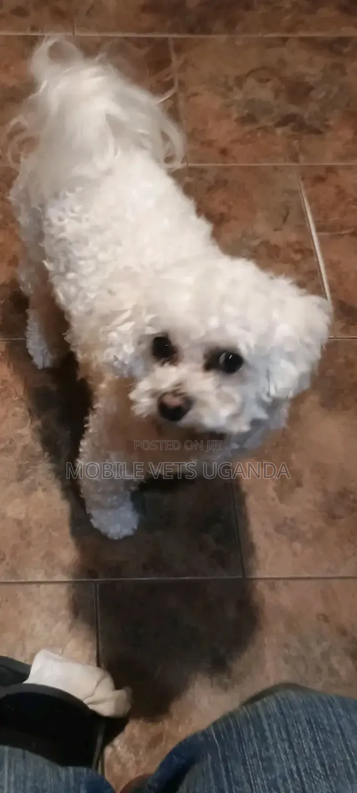 1-3 months Female Purebred Maltese