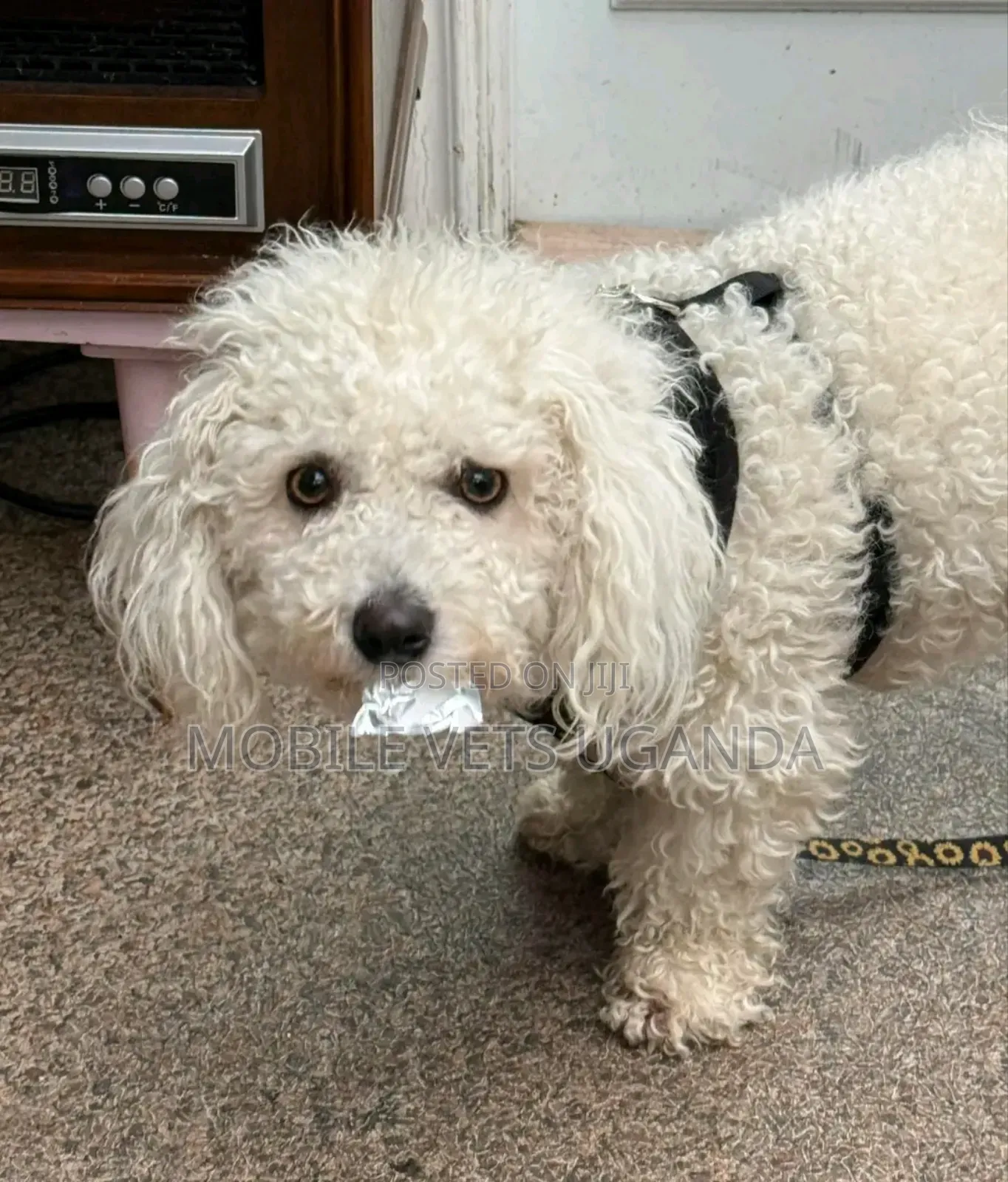 1-3 months Female Purebred Maltese