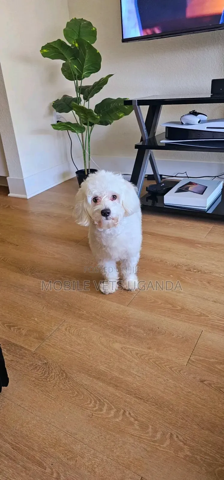 0-1 month Female Purebred Maltese