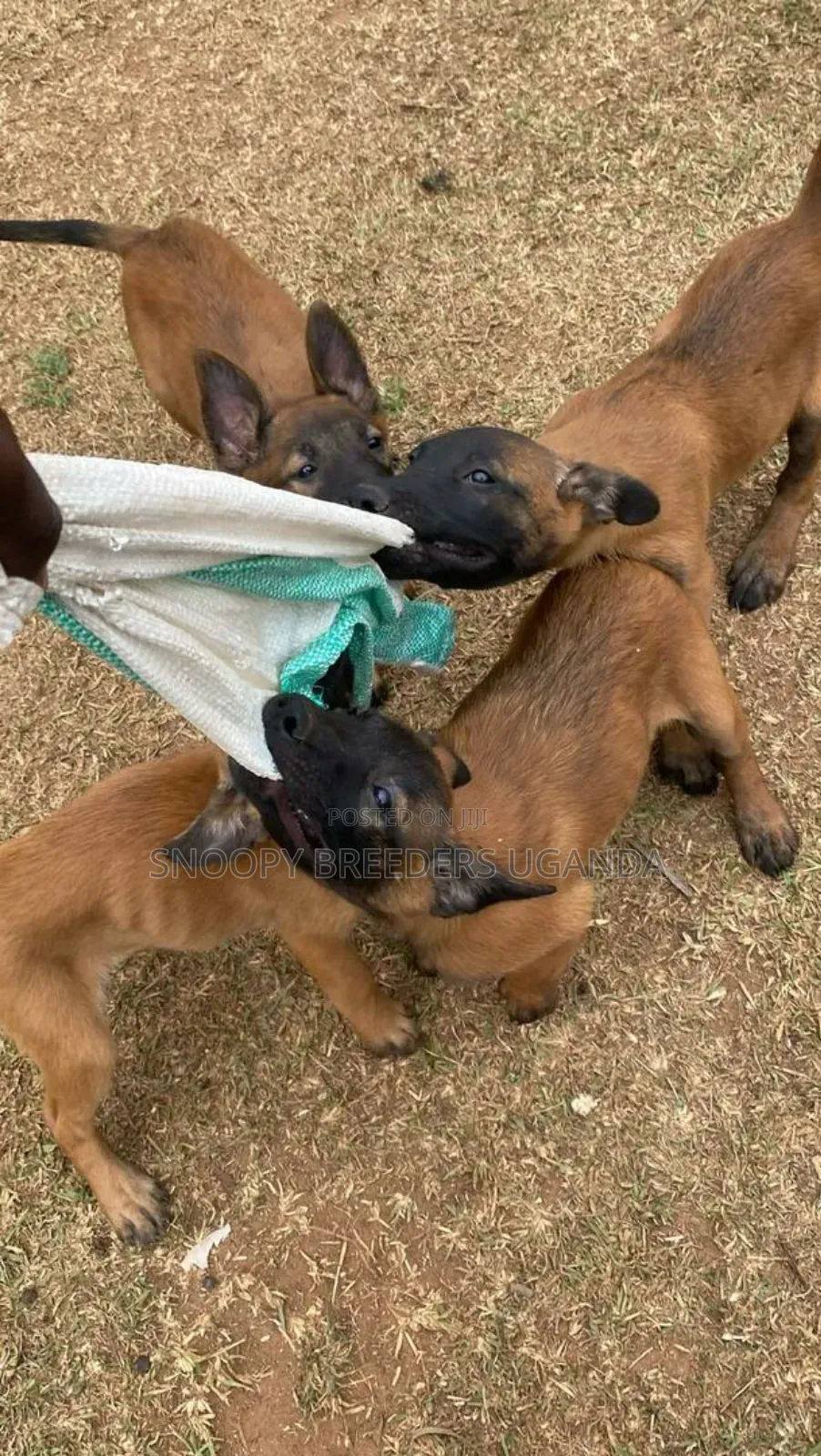 3-6 months Male Purebred Belgian Malinois