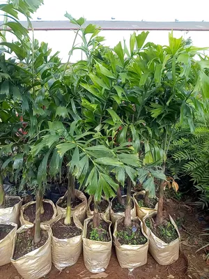 Foxtail Palms