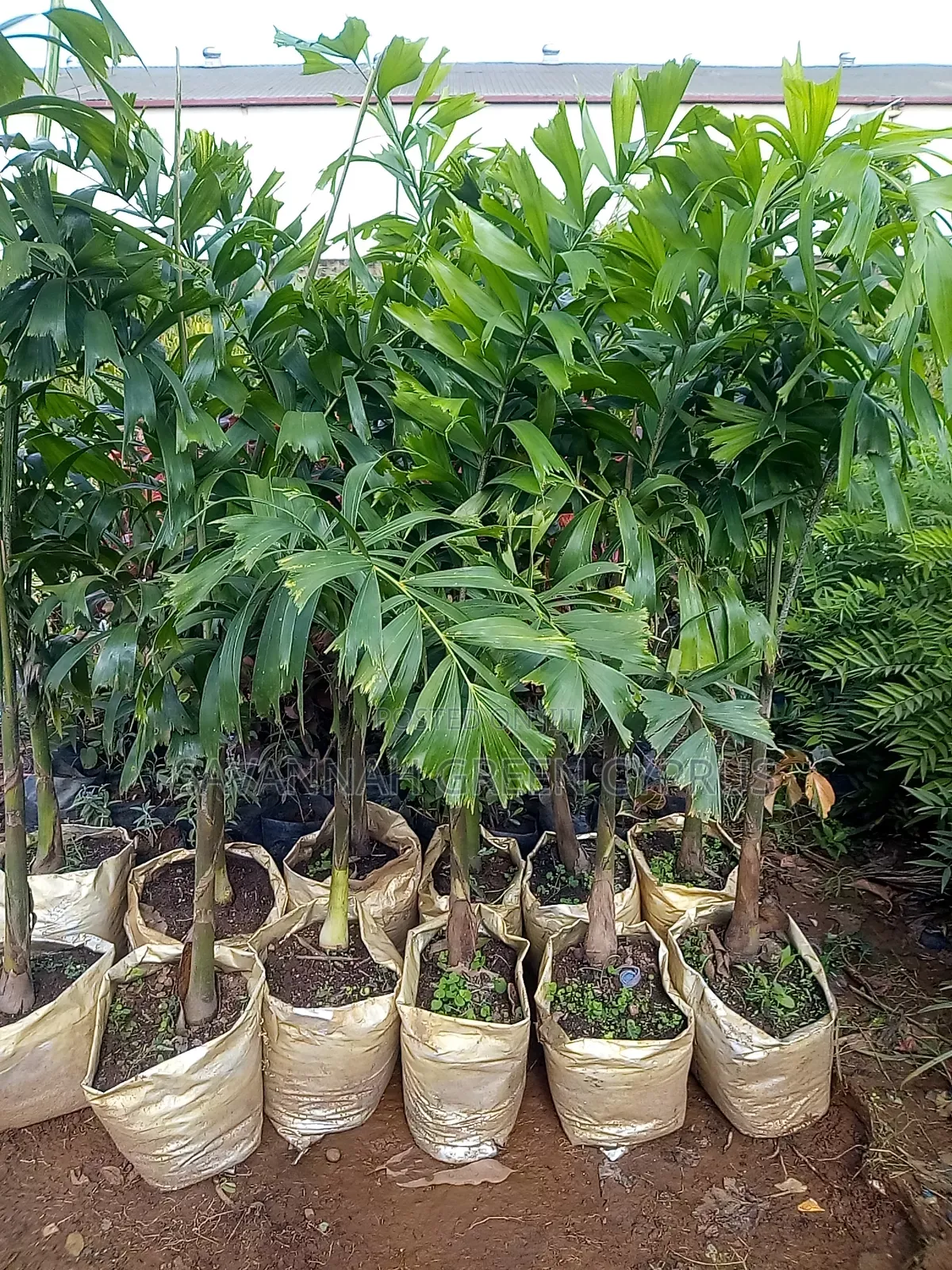 Foxtail Palms