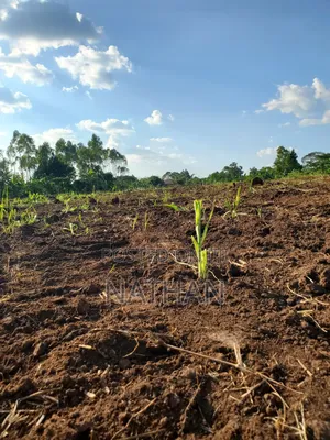 Owning Land Safely Is Only Done With Century Property Real Estate LTD