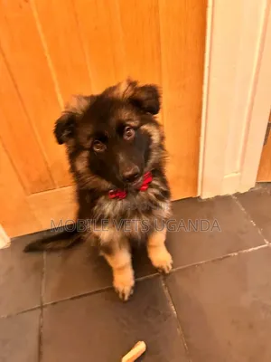 1-3 months Male Purebred German Shepherd