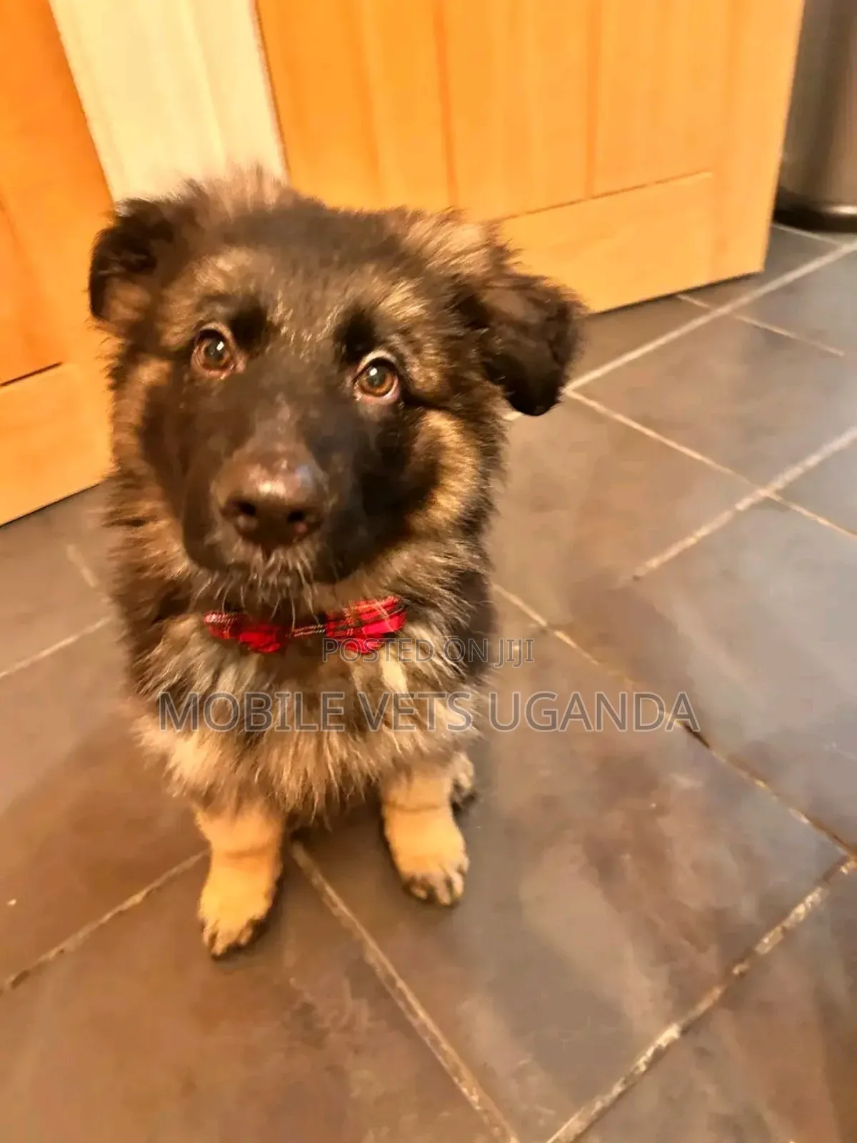 0-1 month Female Purebred German Shepherd