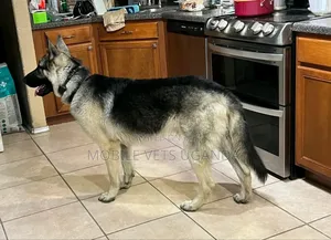 6-12 months Male Purebred German Shepherd