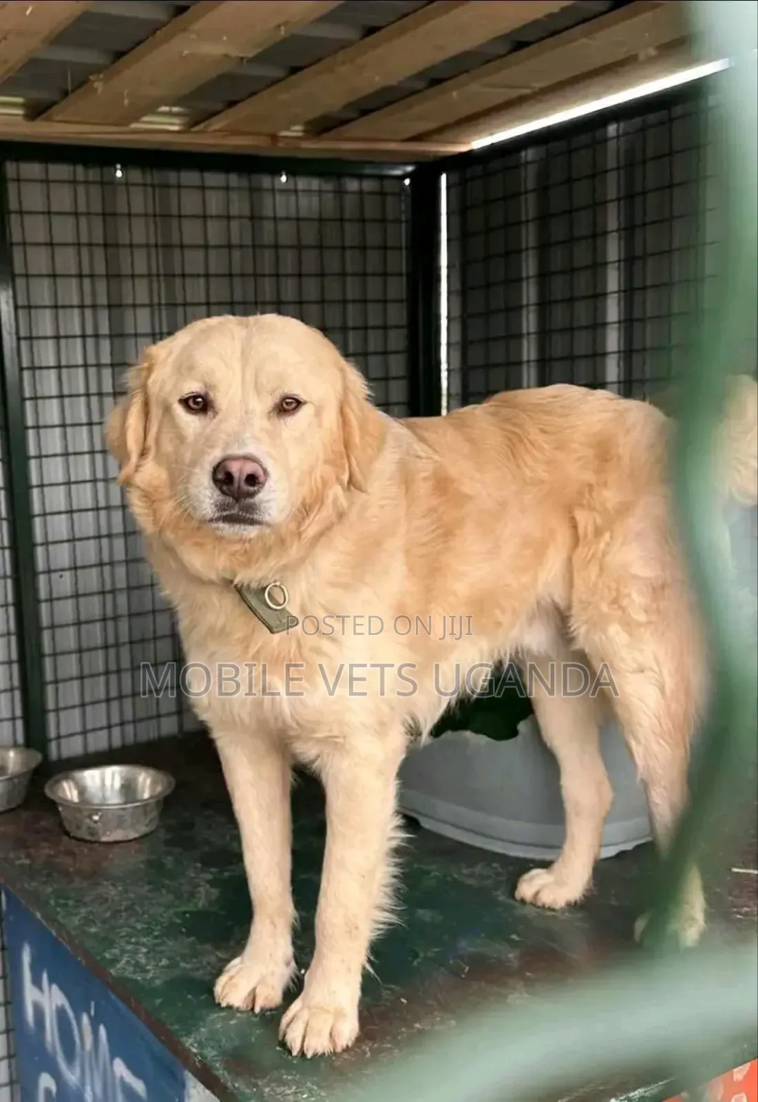 6-12 months Female Purebred Golden Retriever