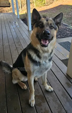 6-12 months Female Purebred German Shepherd