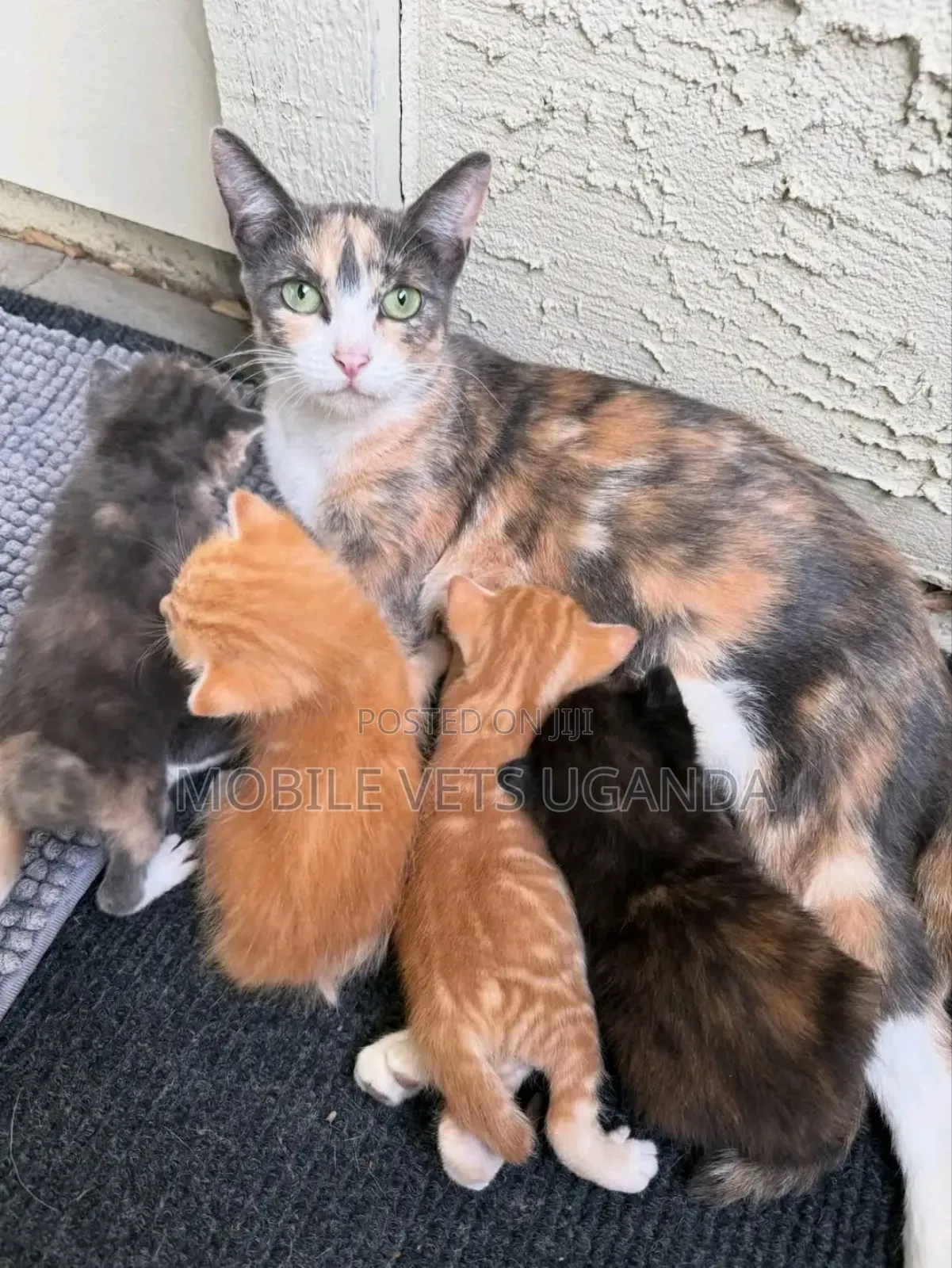 1-3 months Female Purebred Manx