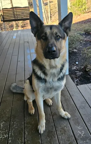 1+ year Female Purebred German Shepherd