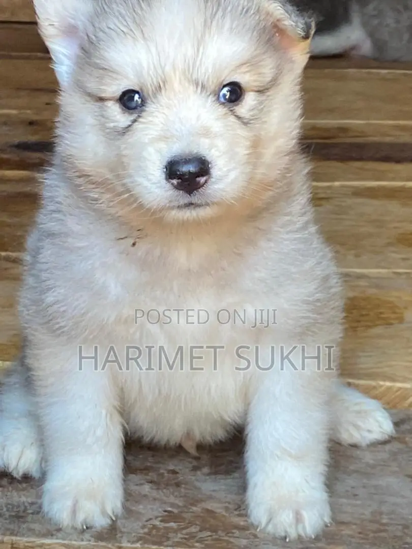 1-3 months Male Purebred Siberian Husky