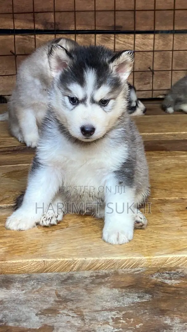 1-3 months Male Purebred Siberian Husky