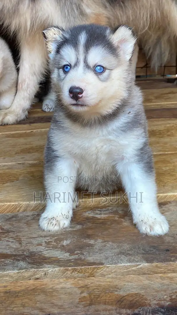 1-3 months Male Purebred Siberian Husky