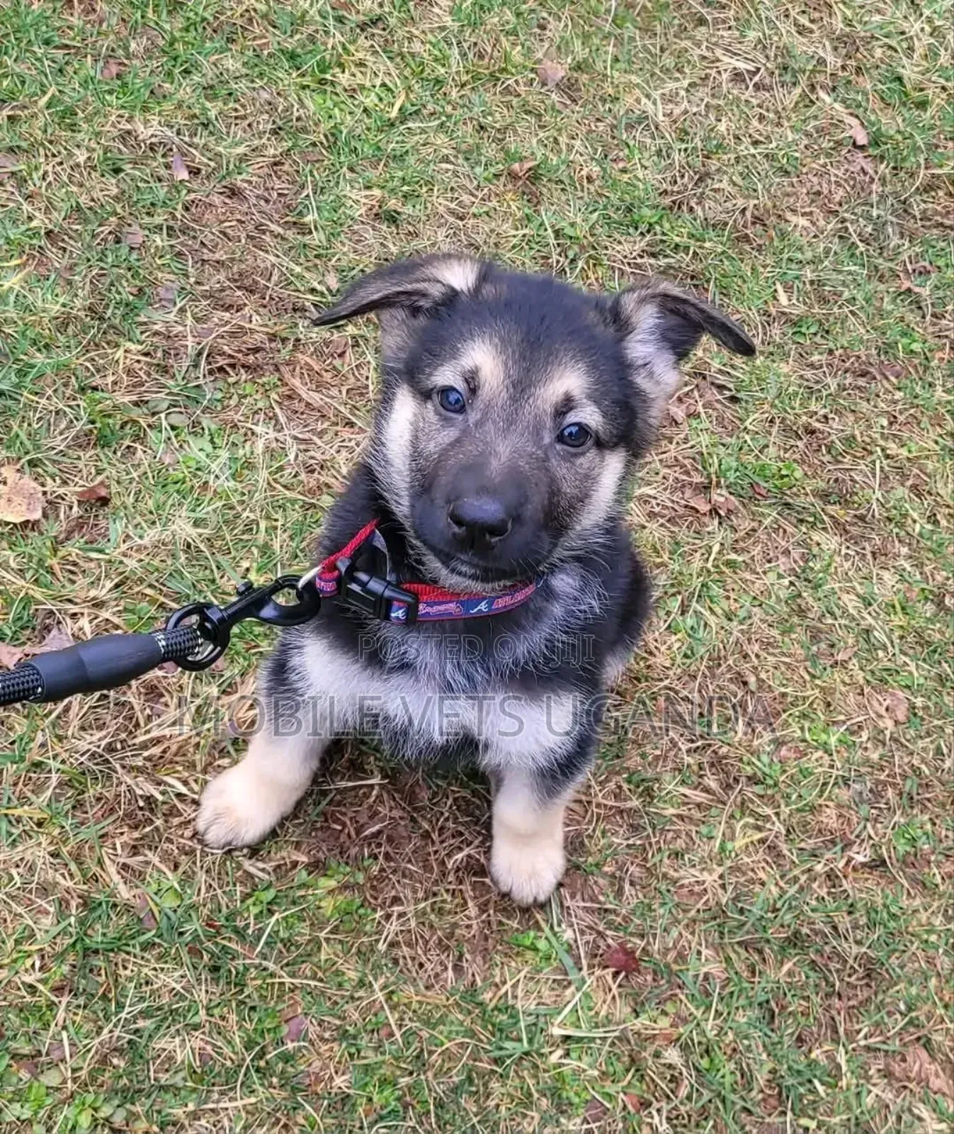 1-3 months Male Purebred German Shepherd