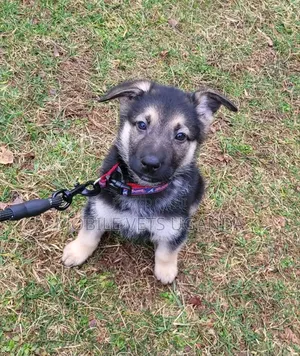 1-3 months Male Purebred German Shepherd