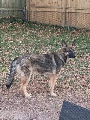 1-3 months Male Purebred German Shepherd