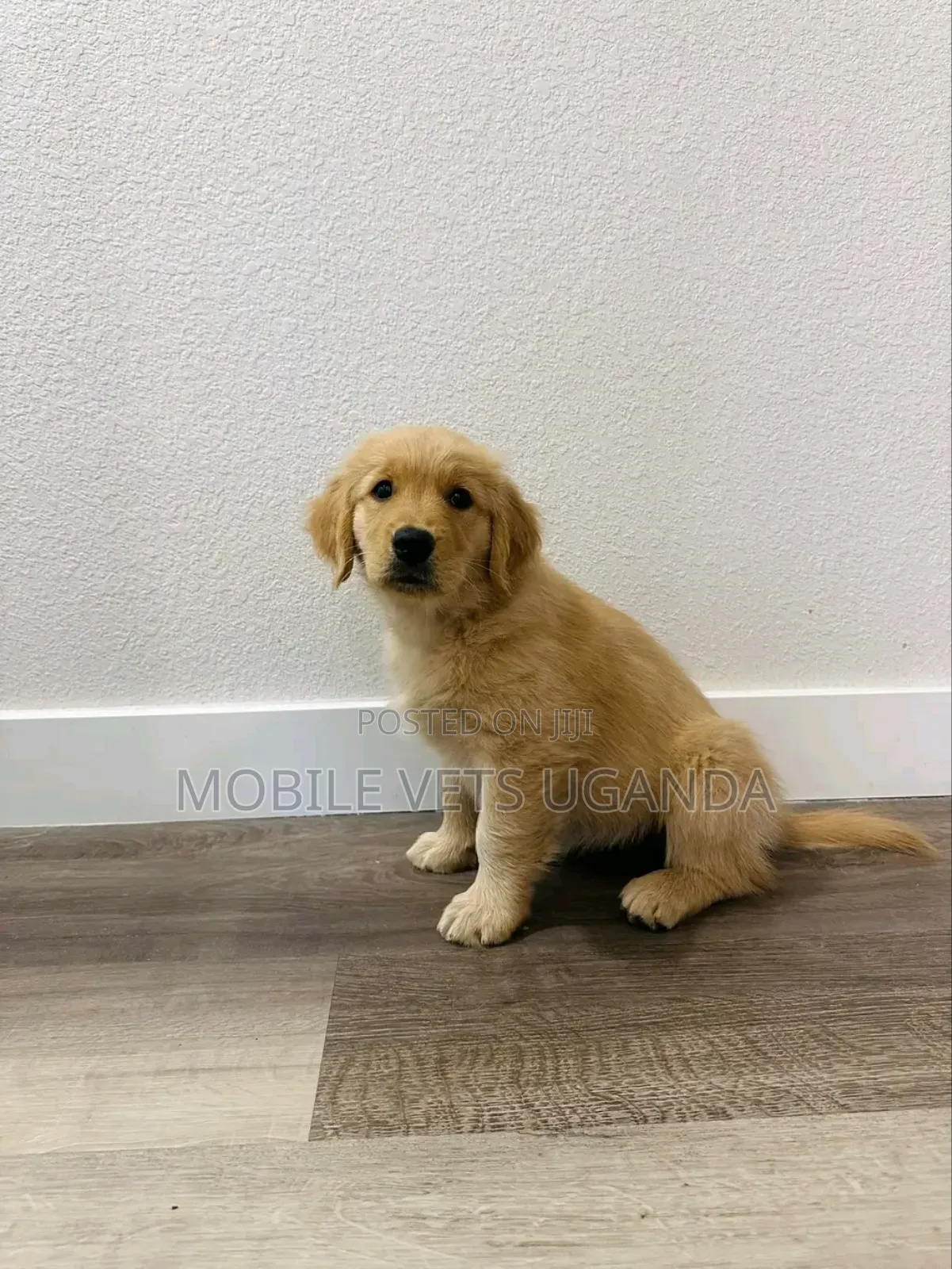 3-6 months Male Purebred Golden Retriever