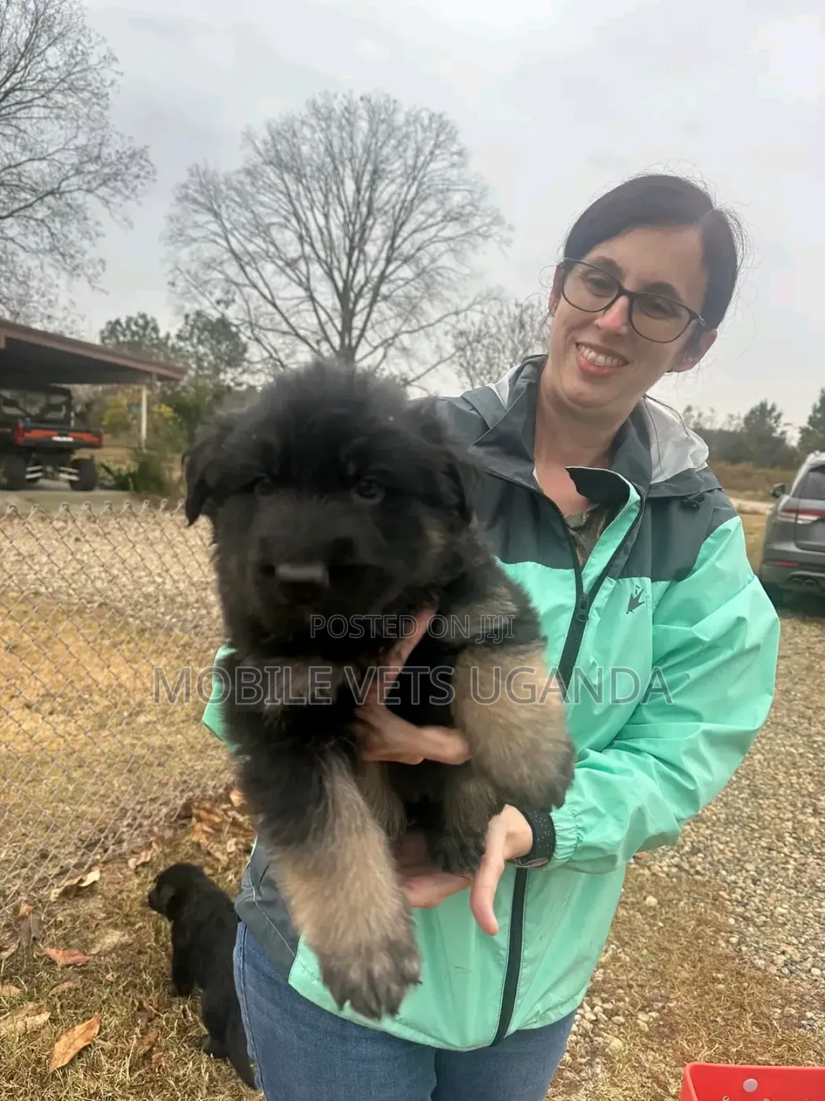 0-1 month Male Purebred German Shepherd
