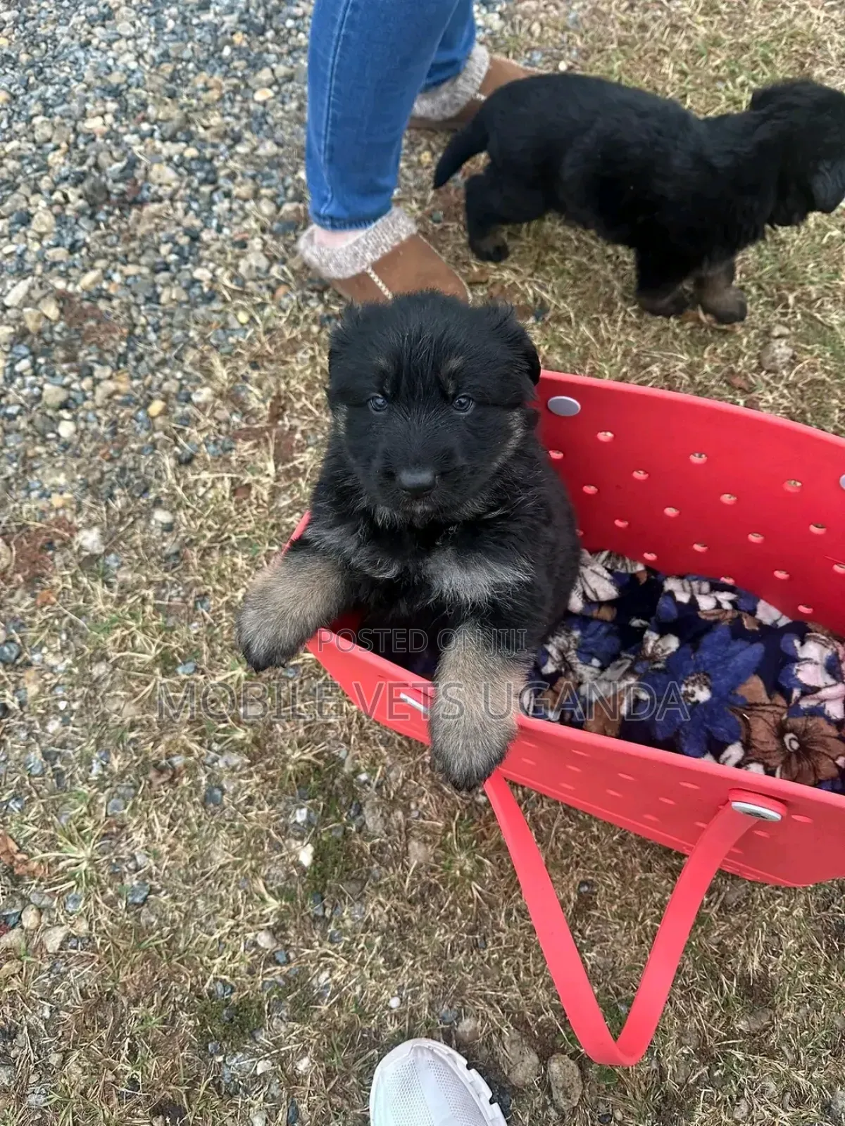 1-3 months Female Purebred German Shepherd