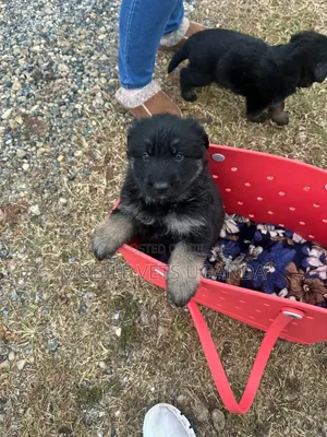 1-3 months Female Purebred German Shepherd