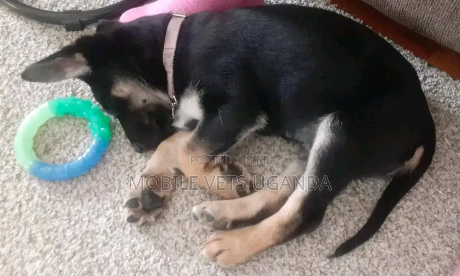 1-3 months Female Purebred German Shepherd