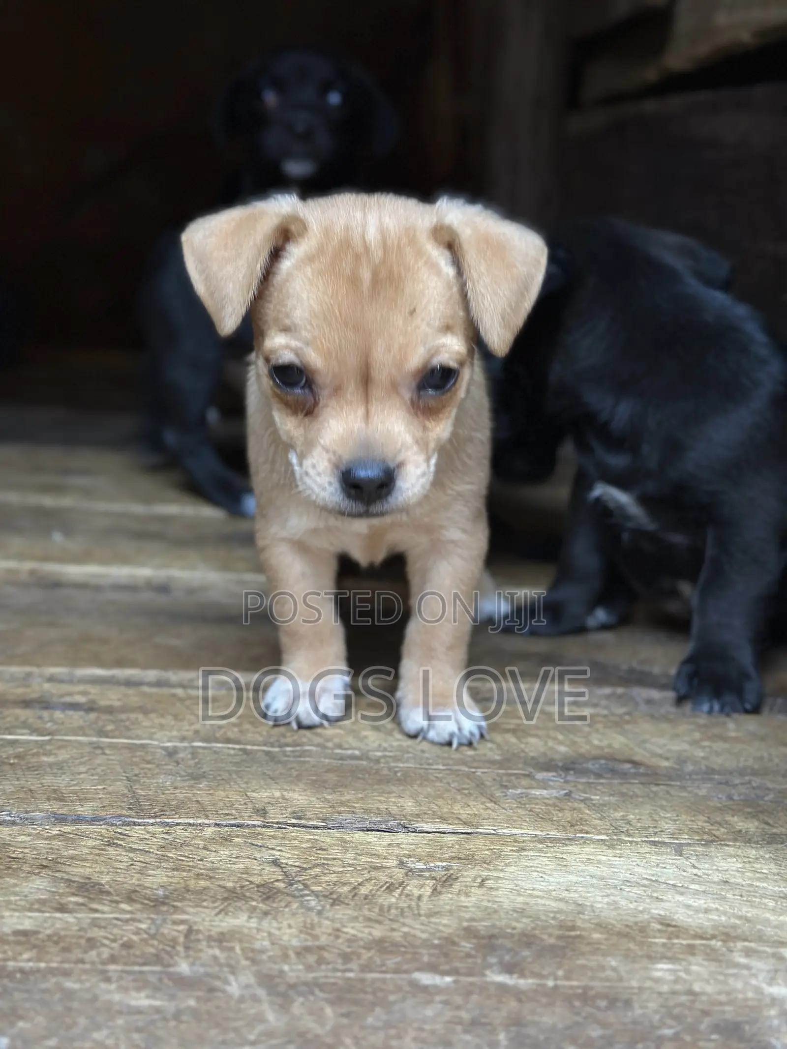 1-3 months Female Purebred Chihuahua