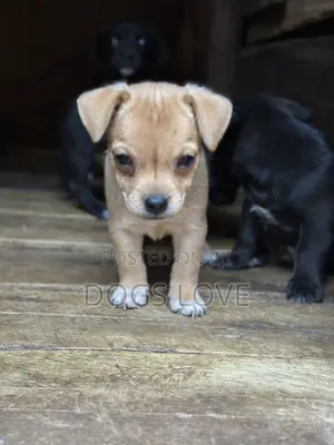 1-3 months Female Purebred Chihuahua