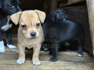 1-3 months Female Purebred Chihuahua