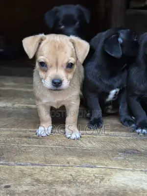 1-3 months Female Purebred Chihuahua