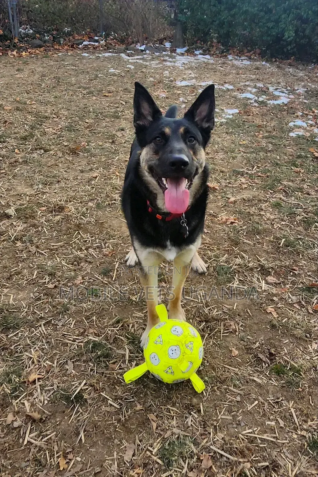 3-6 months Female Purebred German Shepherd