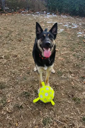 3-6 months Female Purebred German Shepherd