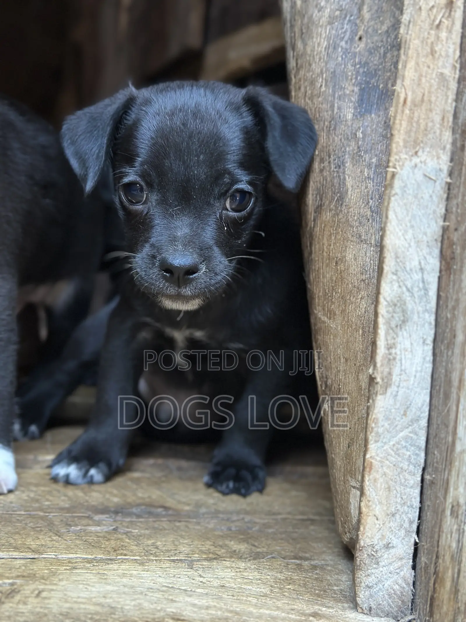 1-3 months Male Purebred Chihuahua