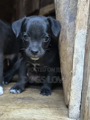 1-3 months Male Purebred Chihuahua