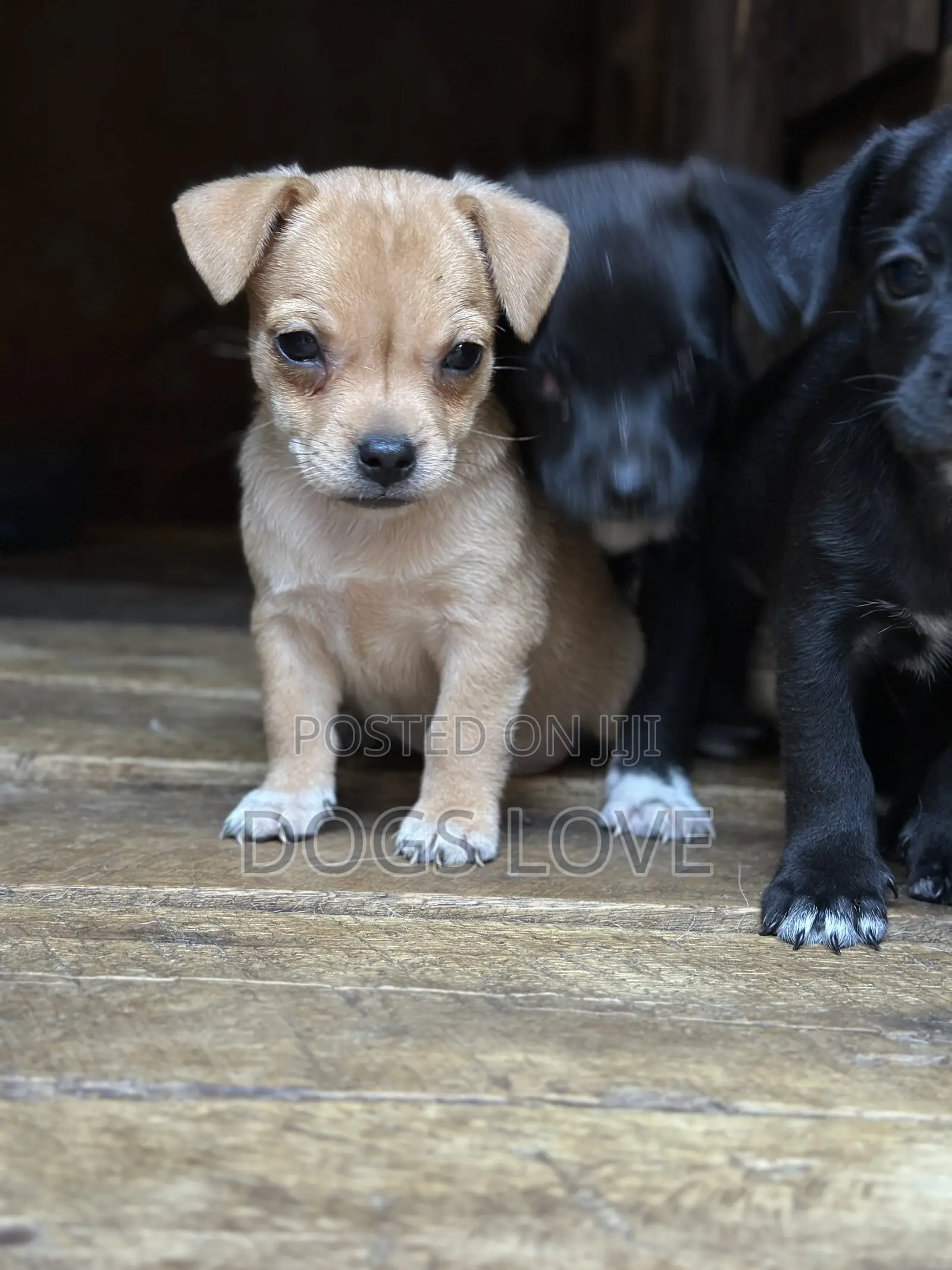 1-3 months Male Purebred Chihuahua