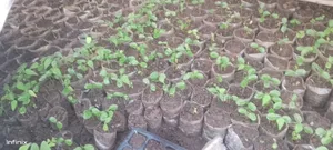 Nursery Bed Fruits, Vegetables and Trees
