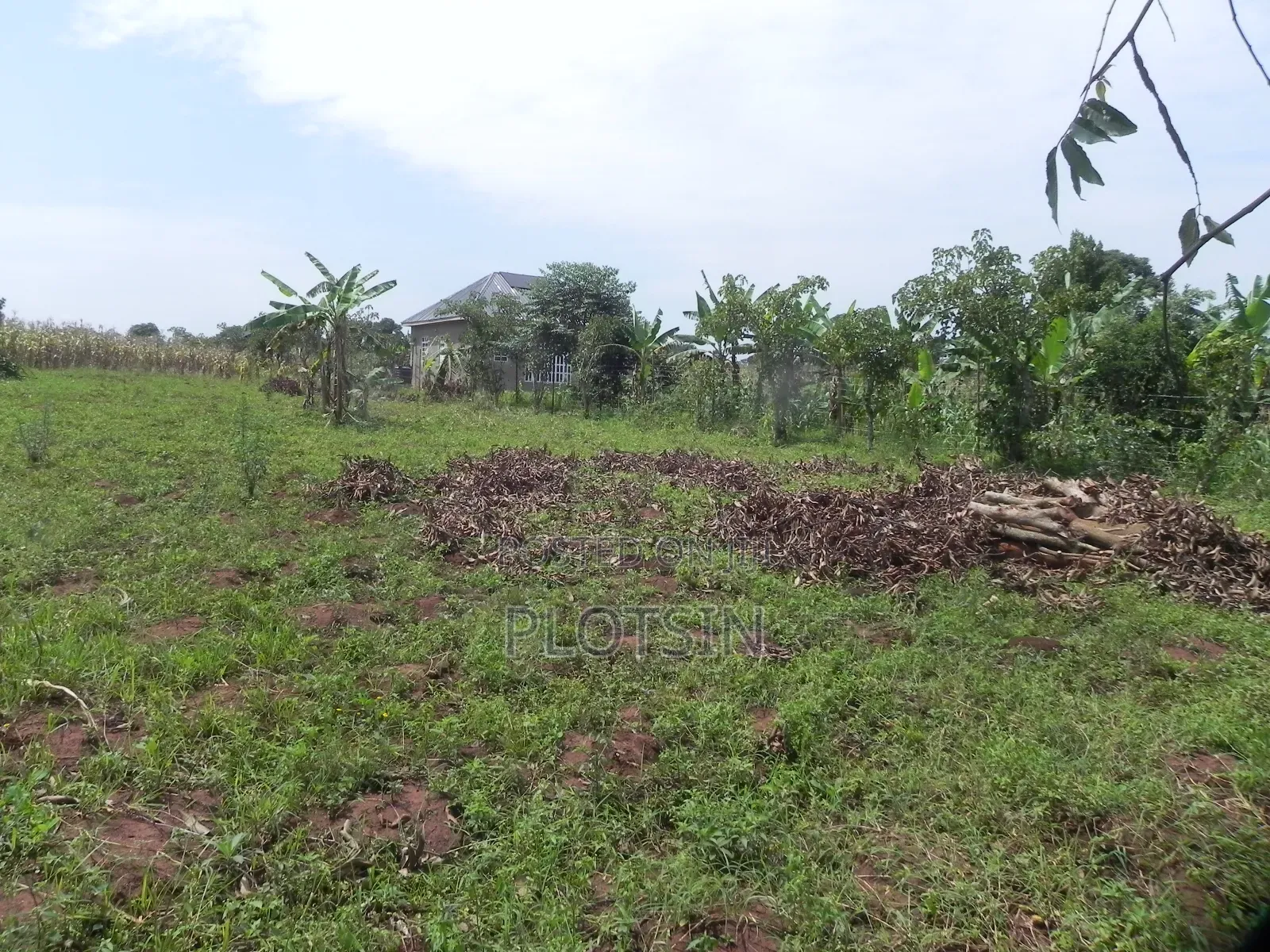 3 Acres Touching the River Nile for Sale – Matumu, Kamuli, Ugx I 120m