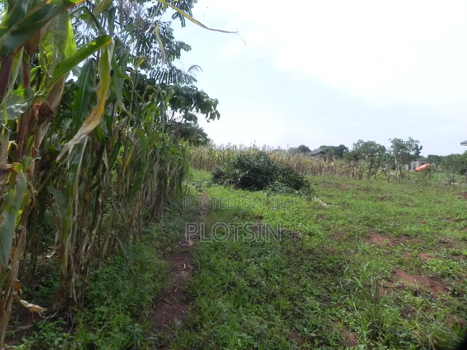 3 Acres Touching the River Nile for Sale – Matumu, Kamuli, Ugx I 120m