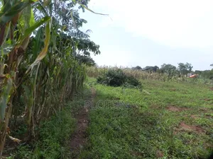 3 Acres Touching the River Nile for Sale – Matumu, Kamuli, Ugx I 120m