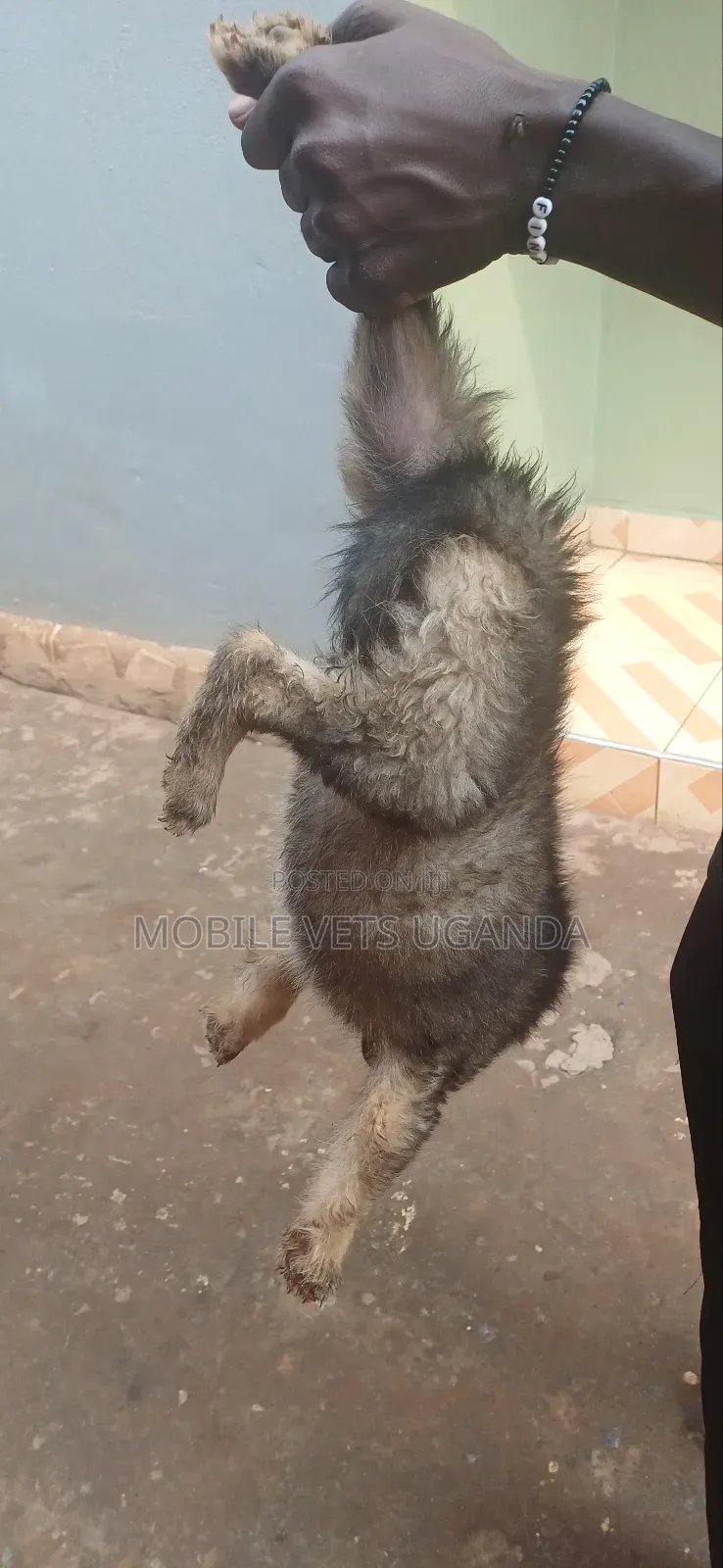 1-3 months Male Purebred German Shepherd