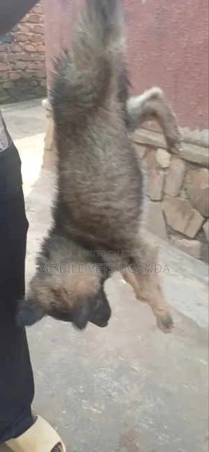 3-6 months Female Purebred German Shepherd