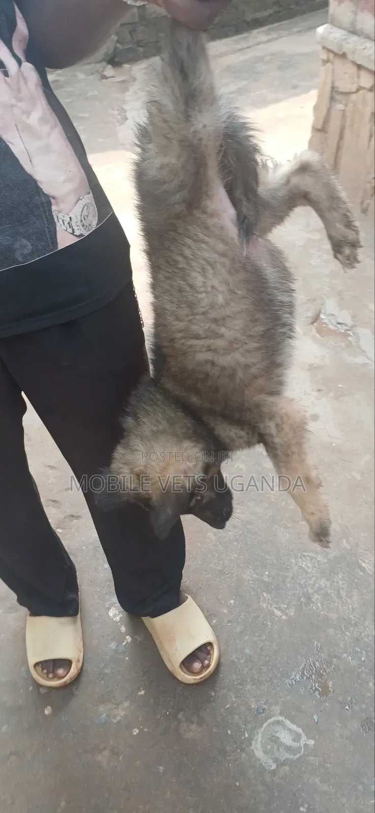 1-3 months Male Purebred German Shepherd