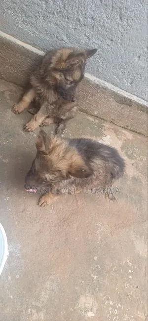 3-6 months Female Purebred German Shepherd