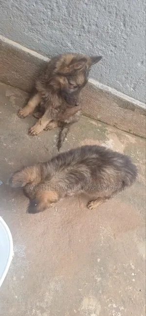 1-3 months Male Purebred German Shepherd